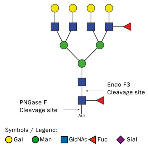 Krishzyme Endo-beta-N-acetylglucosaminidase F3 (Endo F3) (lyophilized)