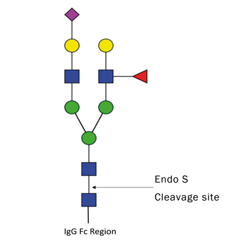 Krishzyme Endo-beta-N-acetylglucosaminidase S (Endo S) (lyophilized)