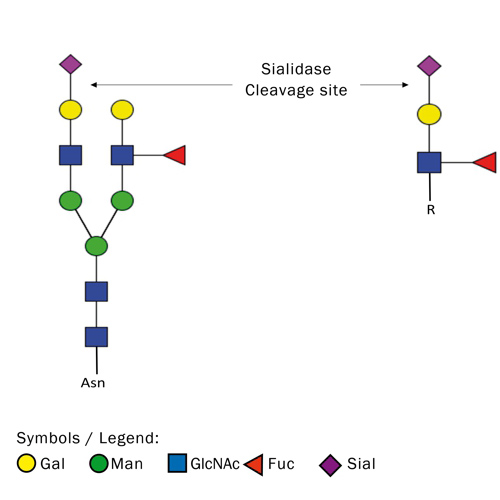 Krishzyme Sialidase (lyophilized)