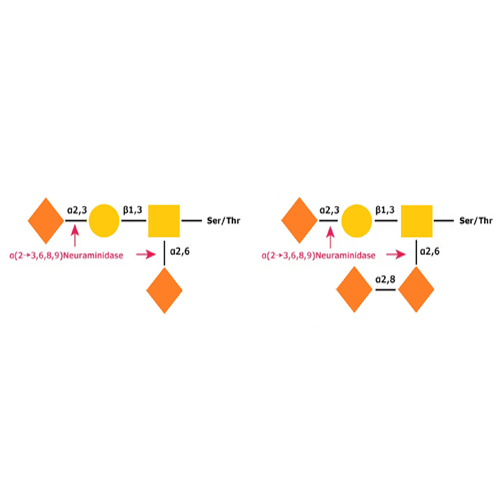 Krishzyme alpha2-3,6,8,9 Neuraminidase