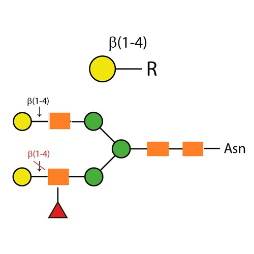 Krishzyme beta 1-4 Galactosidase
