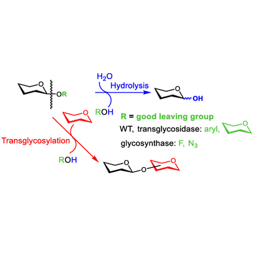 Krishzyme beta-N-Acetylhexosaminidase